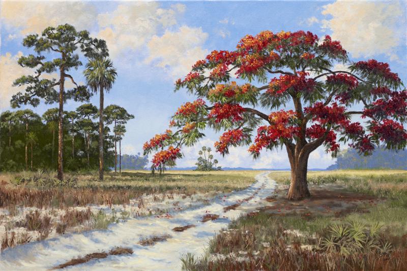 Royal Poinciana